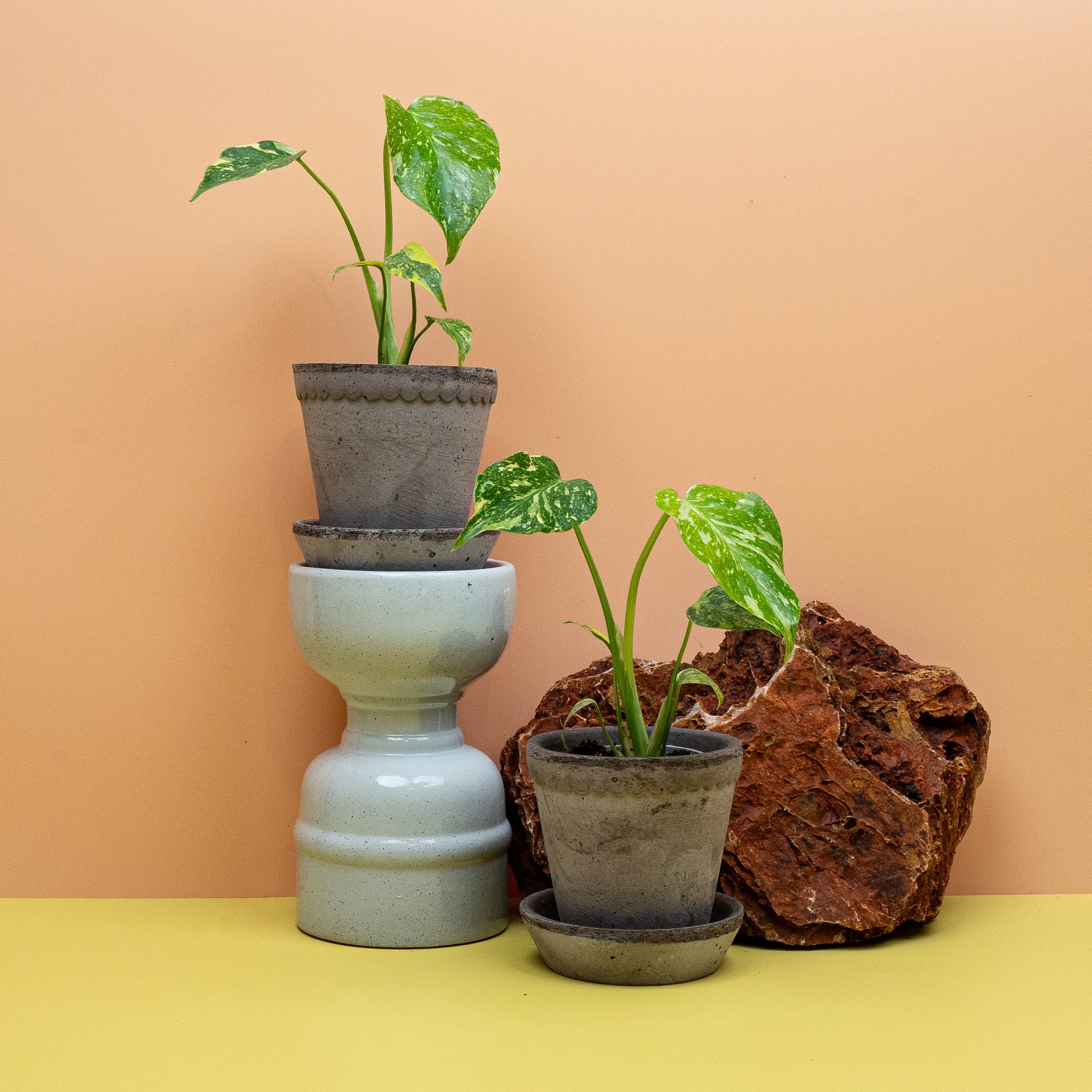 Monstera Electro Light in Größe XS, gelb gesprenkeltes Fensterblatt – potflourri