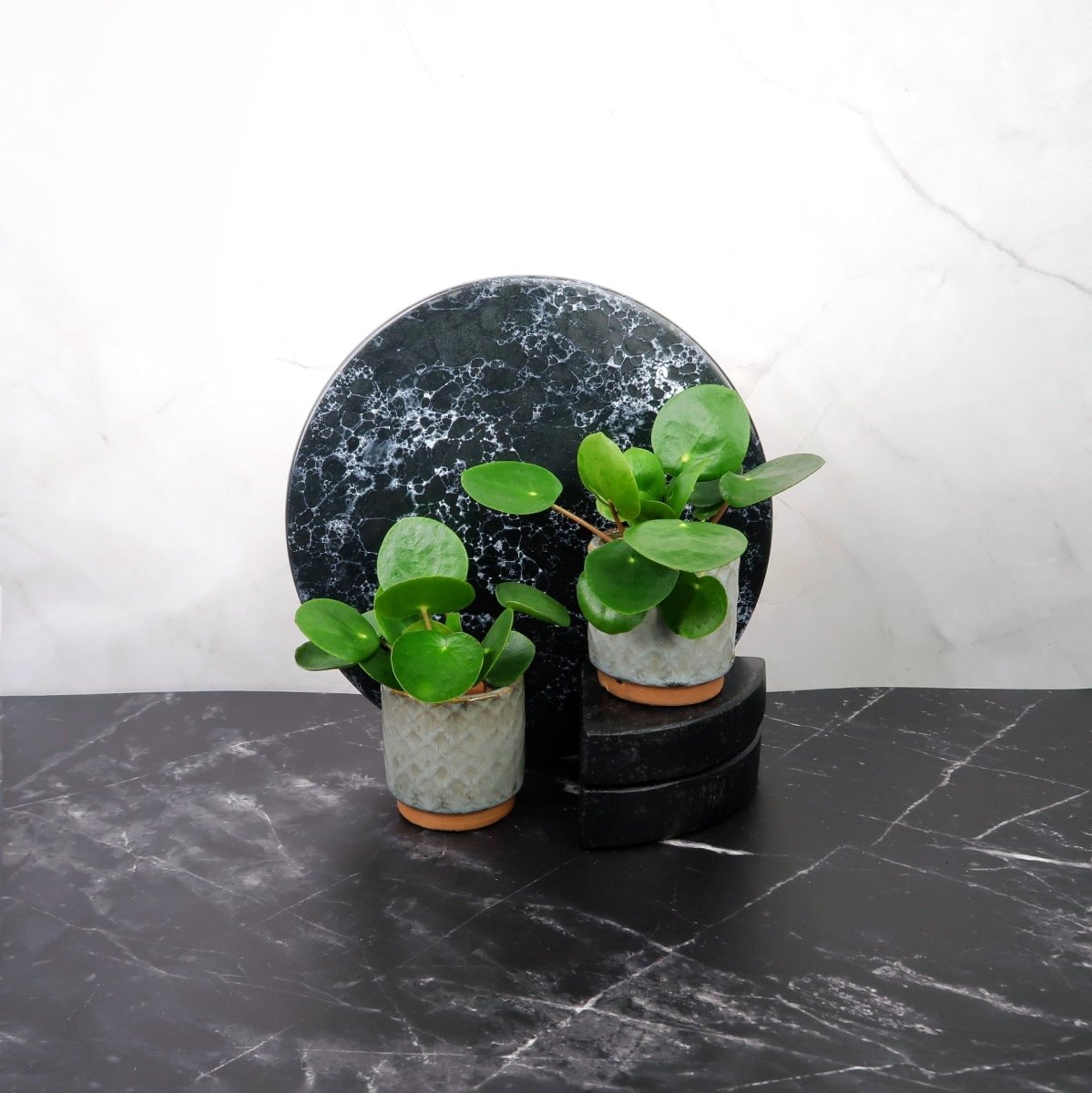 Peperomia Pilea – Pfannkuchenpflanze – potflourri
