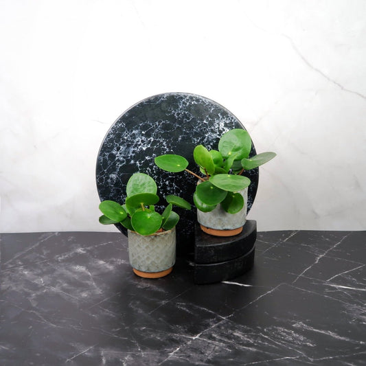 PEPEROMIA PILEA online bestellen bei potflourri