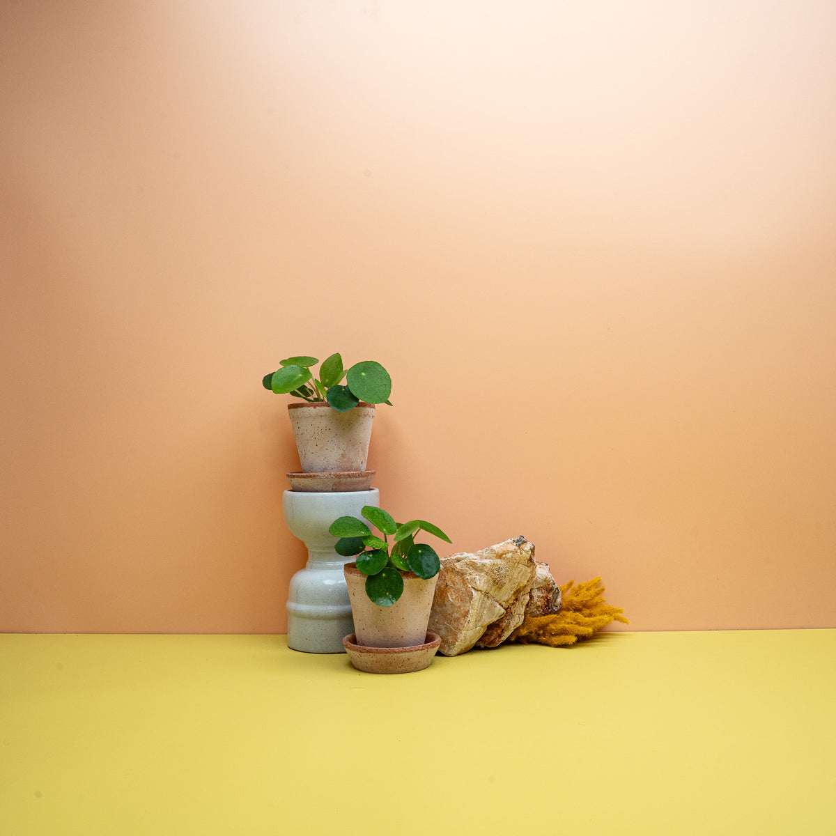 Peperomia Pilea – Zimmerpflanze mit rundem, glänzend grünem Laub