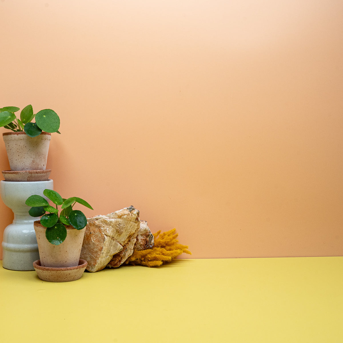 Peperomia Pilea kaufen bei potflourri – kompakte Pilea in Größe XS