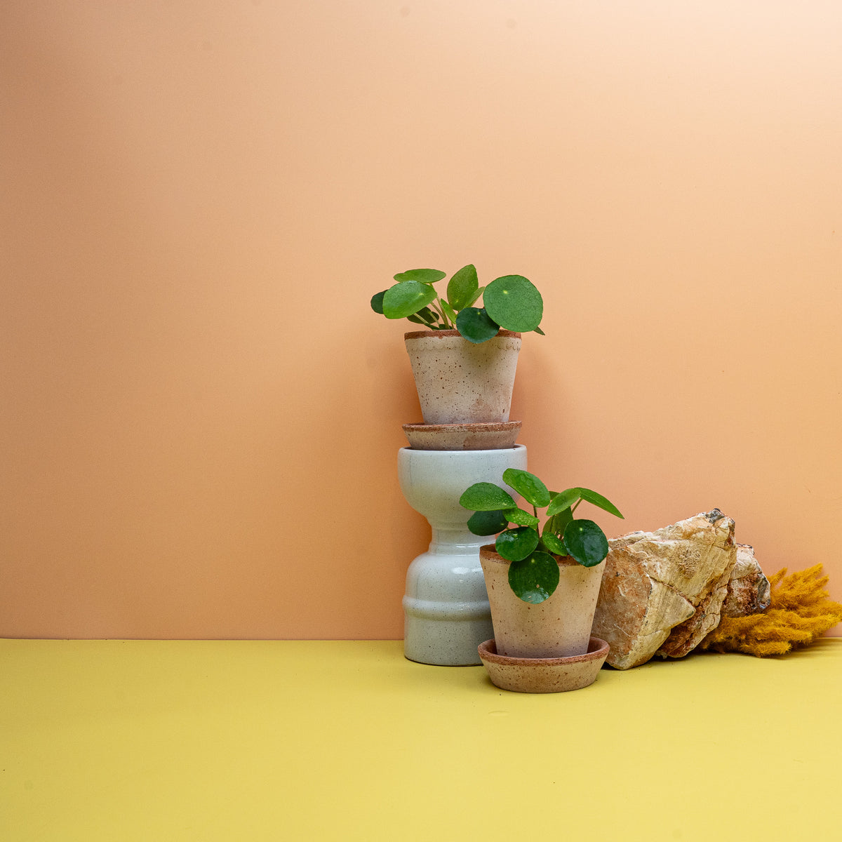 Pfannkuchenpflanze Peperomia Pilea – tierfreundliche Zimmerpflanze