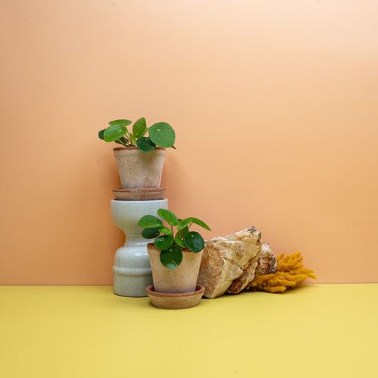 Peperomia Pilea (Pilea peperomioides) – Pfannkuchenpflanze mit runden Blättern, potflourri