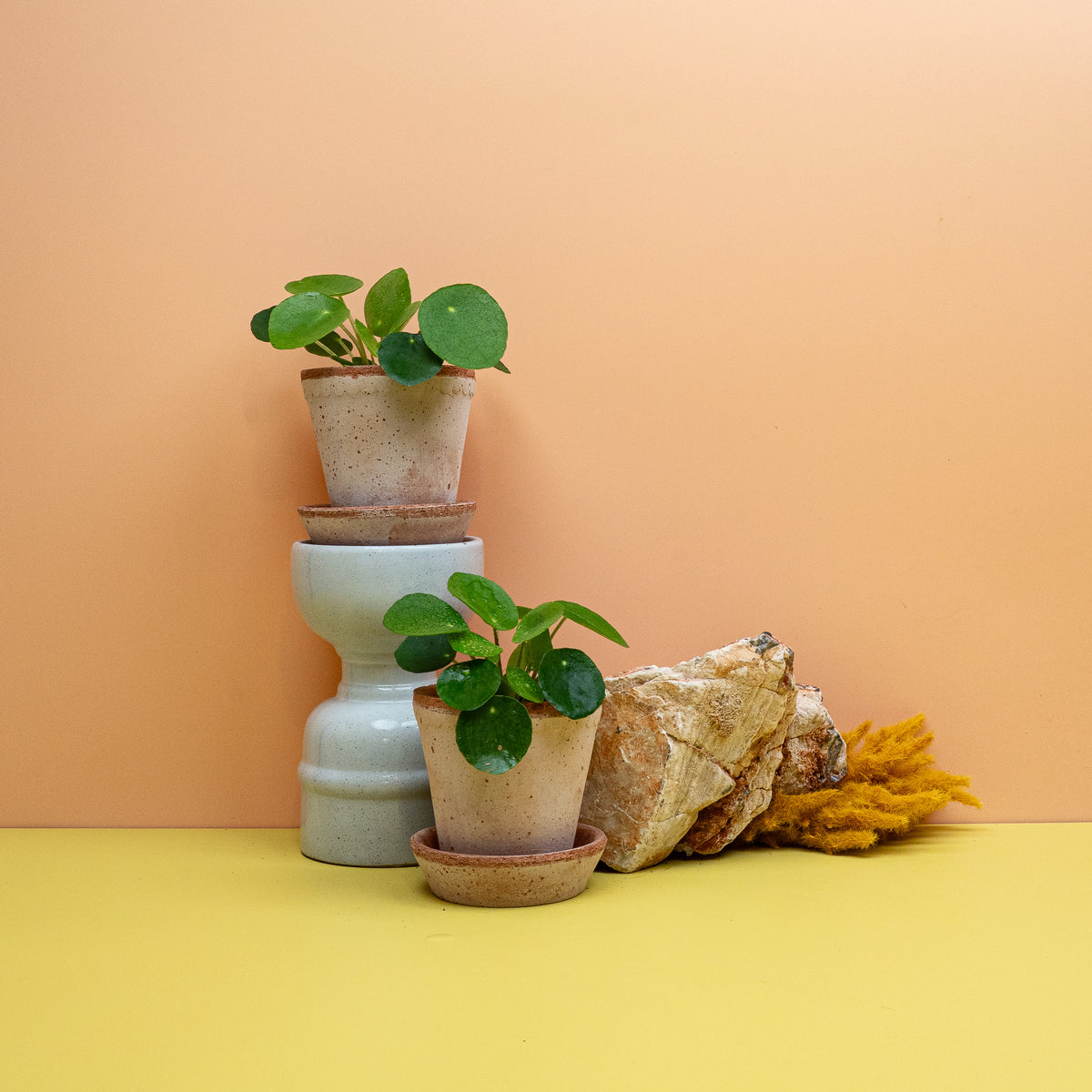Peperomia Pilea – Ufo-Pflanze mit münzförmigen Blättern