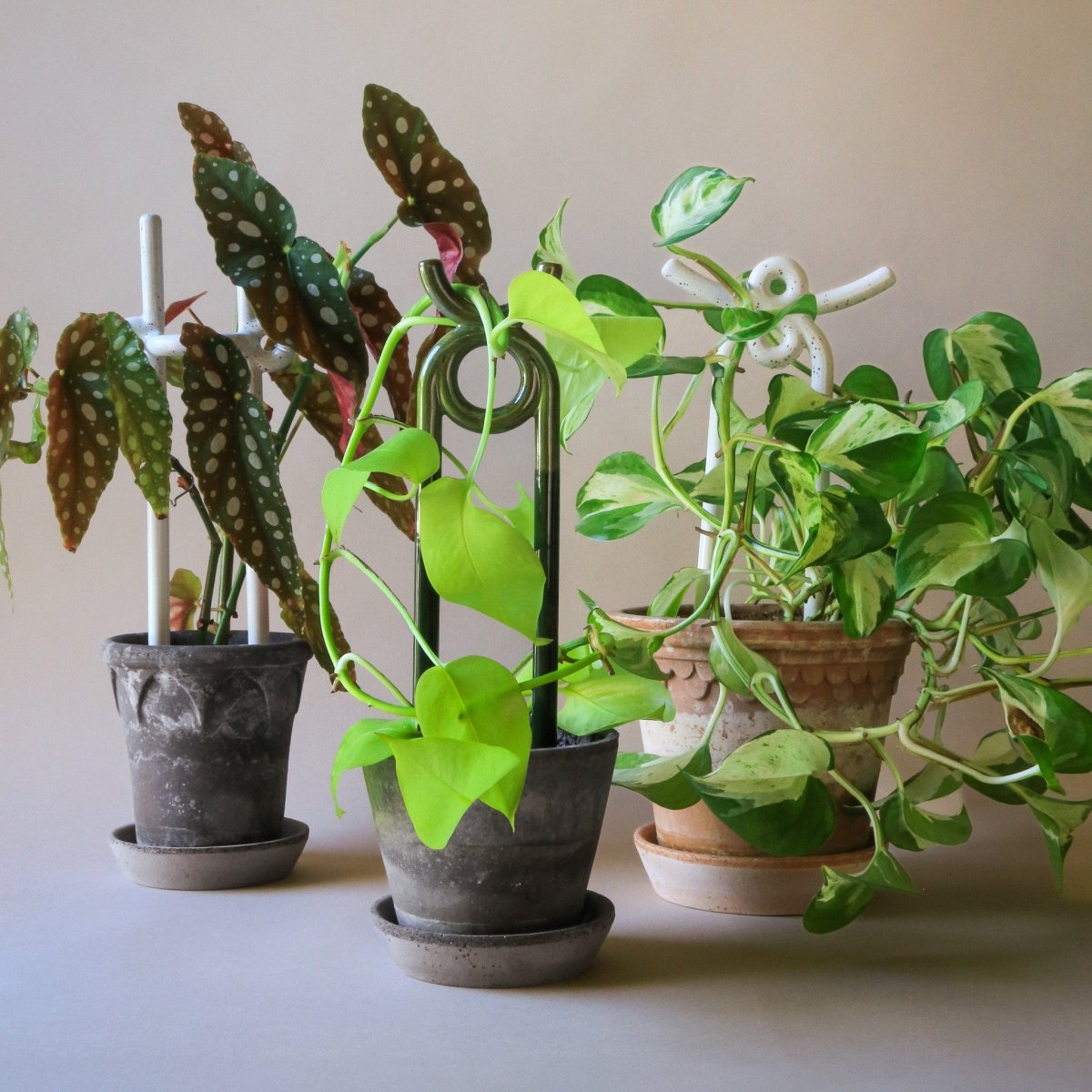 PFLANZENSTÜTZE - BERGS FOLK