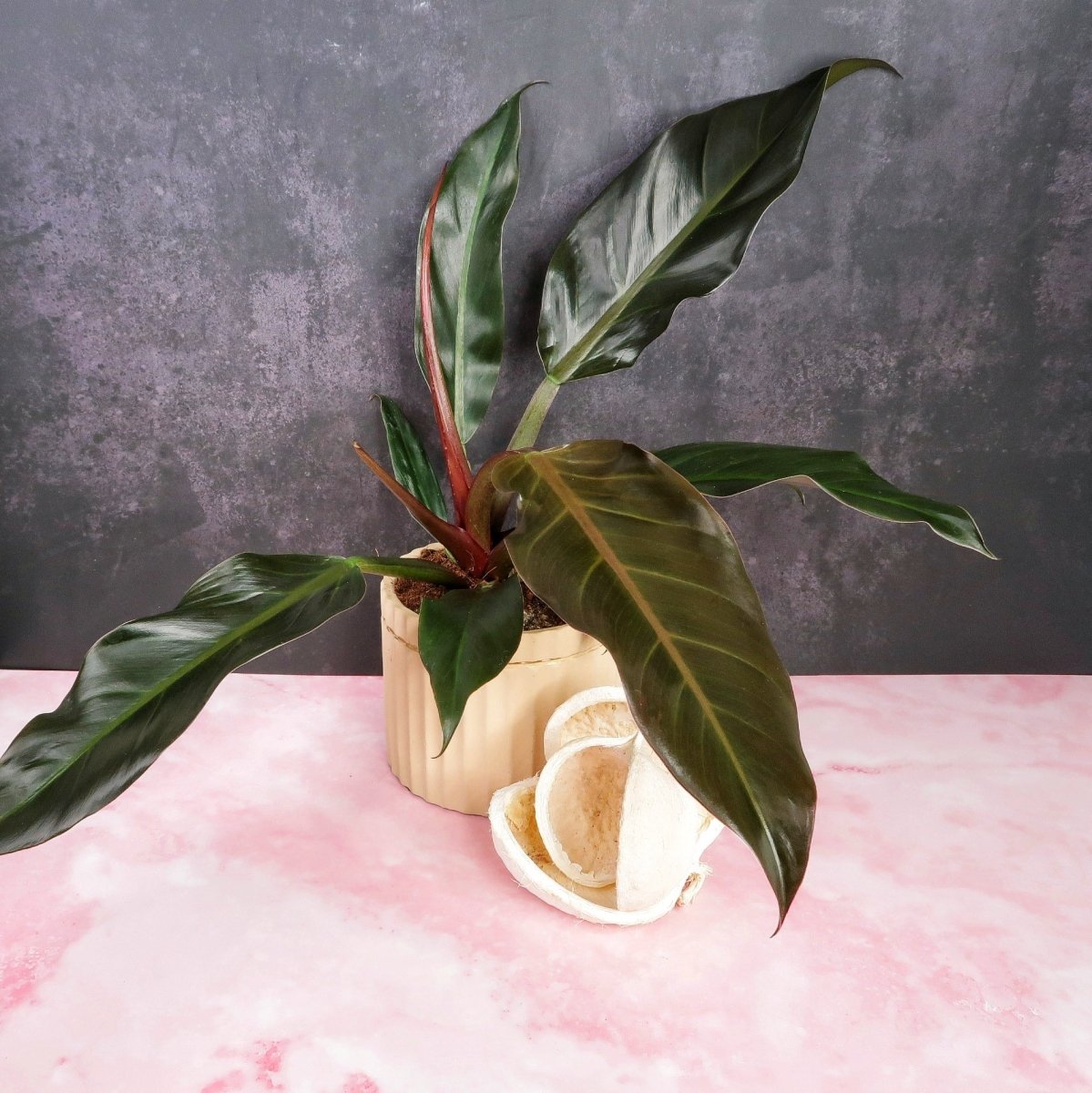 philodendron autumn falls PHILODENDRON AUTUMN online kaufen bei potflourri
