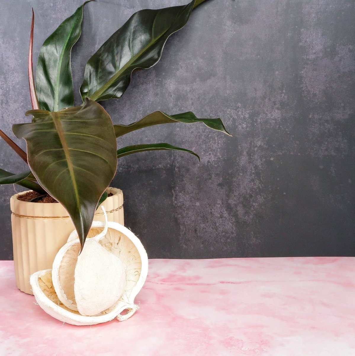 philodendron autumn falls PHILODENDRON AUTUMN online kaufen bei potflourri