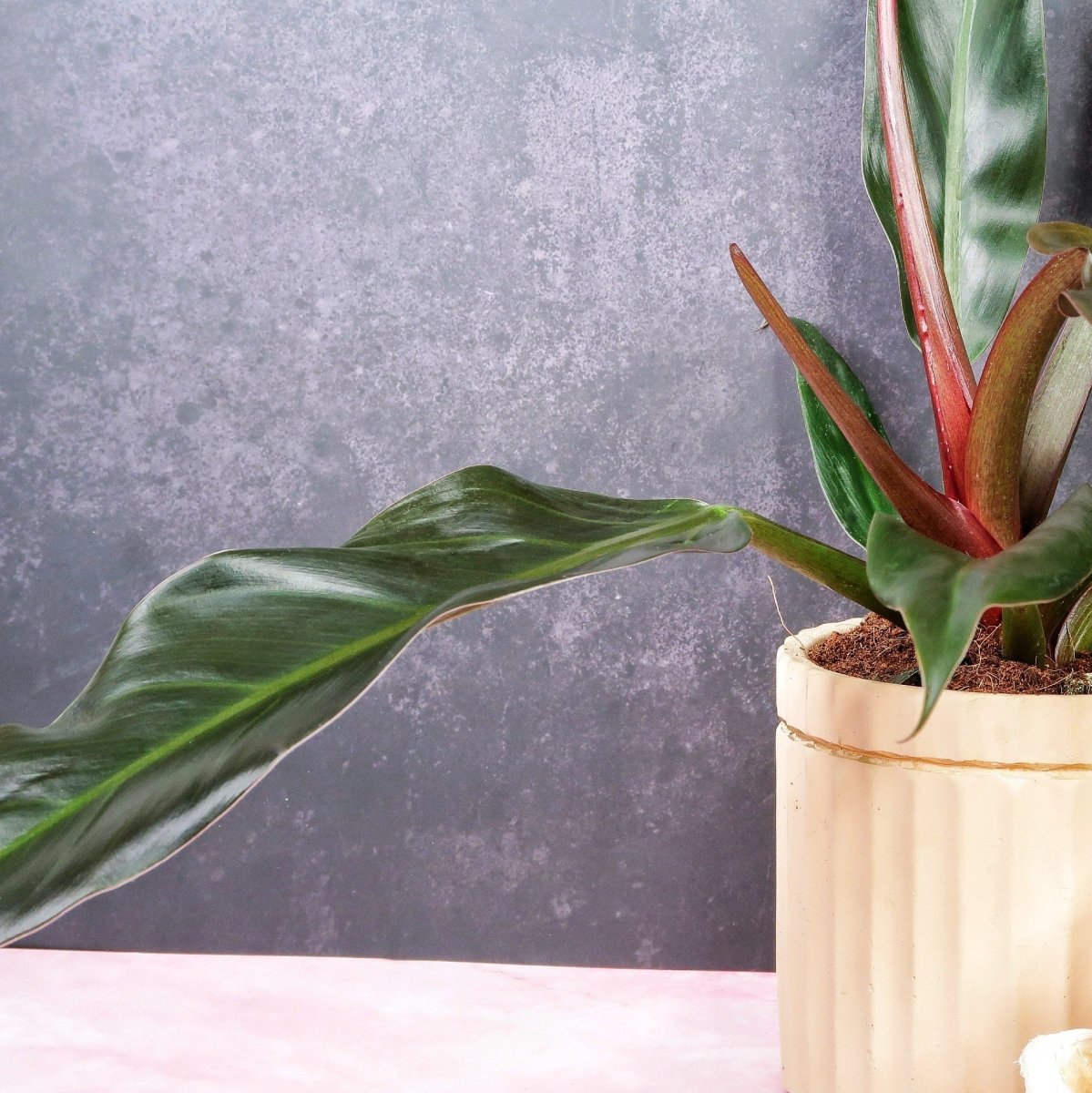 philodendron autumn falls PHILODENDRON AUTUMN online kaufen bei potflourri