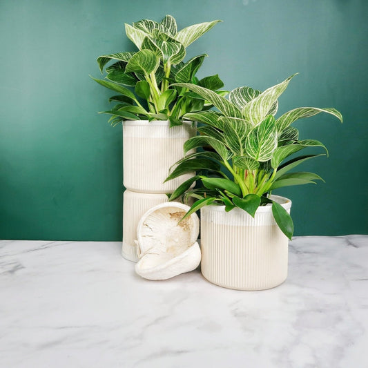 PHILODENDRON BIRKIN online bestellen bei potflourri