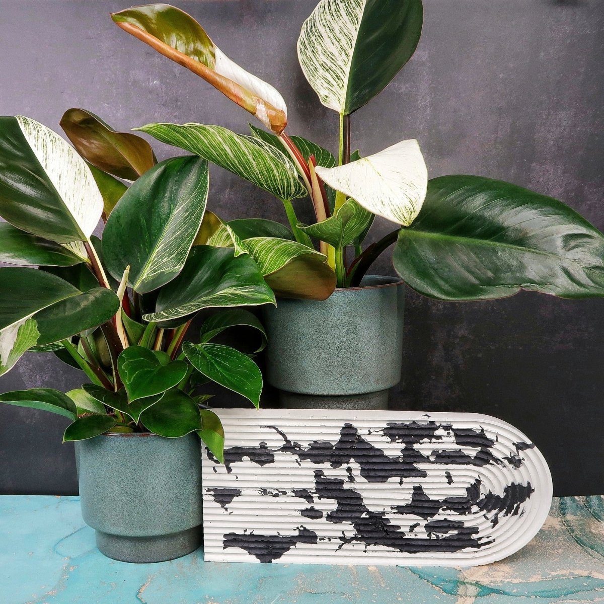 PHILODENDRON BIRKIN VARIEGATA MUTANTE online bestellen bei potflourri