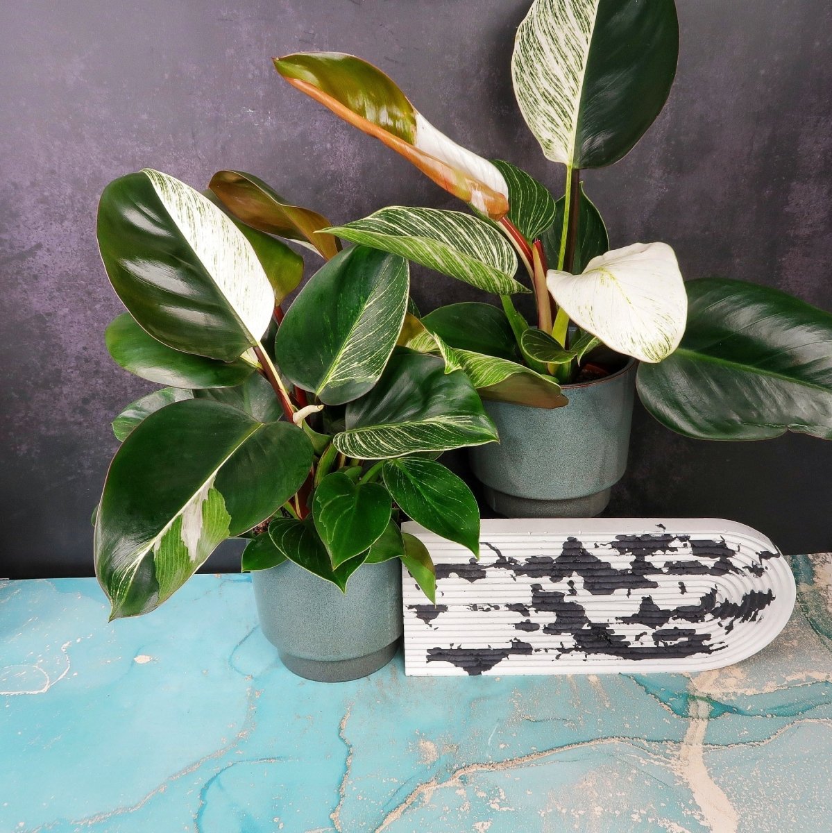 PHILODENDRON BIRKIN VARIEGATA MUTANTE online bestellen bei potflourri