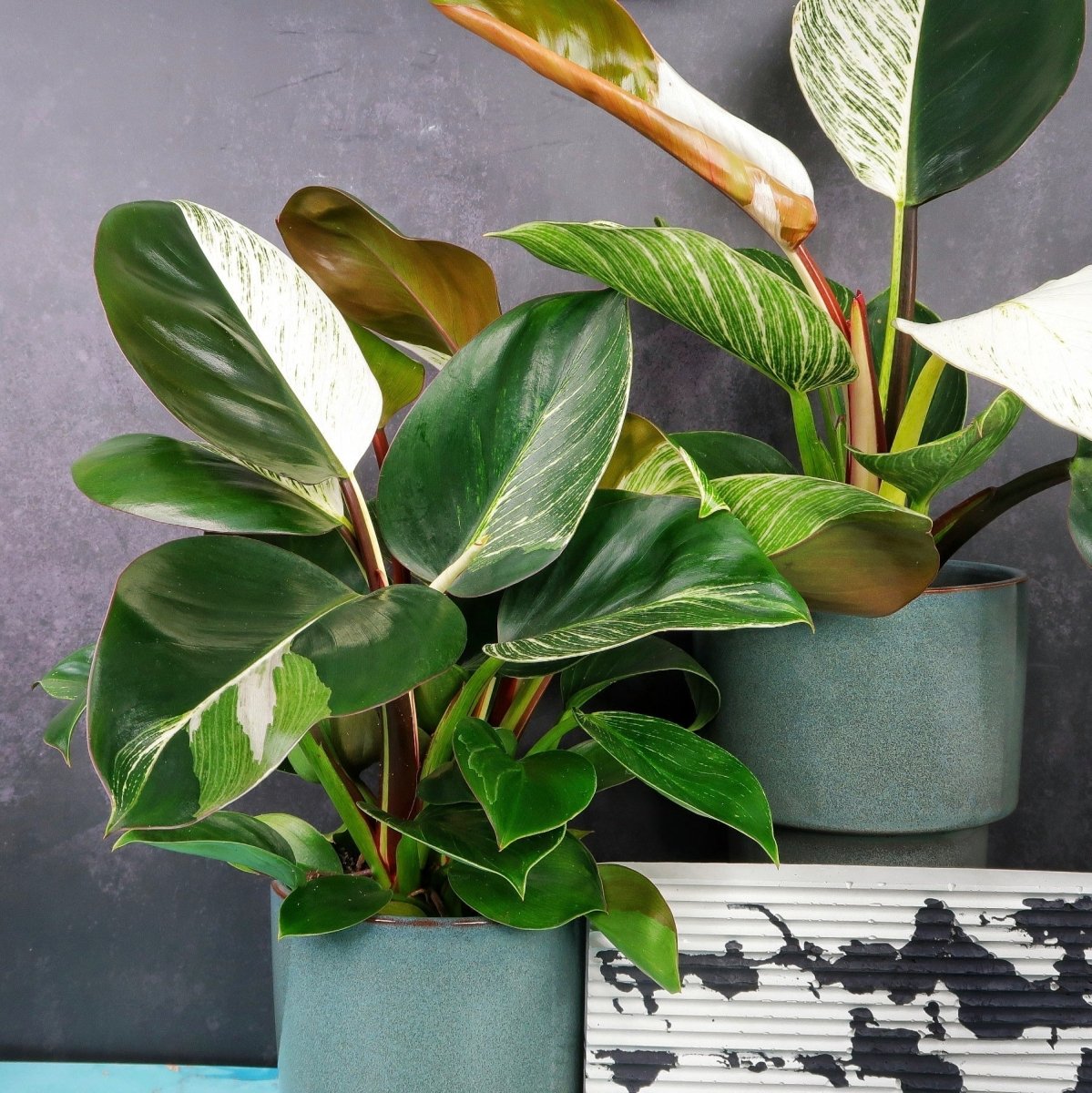 PHILODENDRON BIRKIN VARIEGATA MUTANTE online bestellen bei potflourri