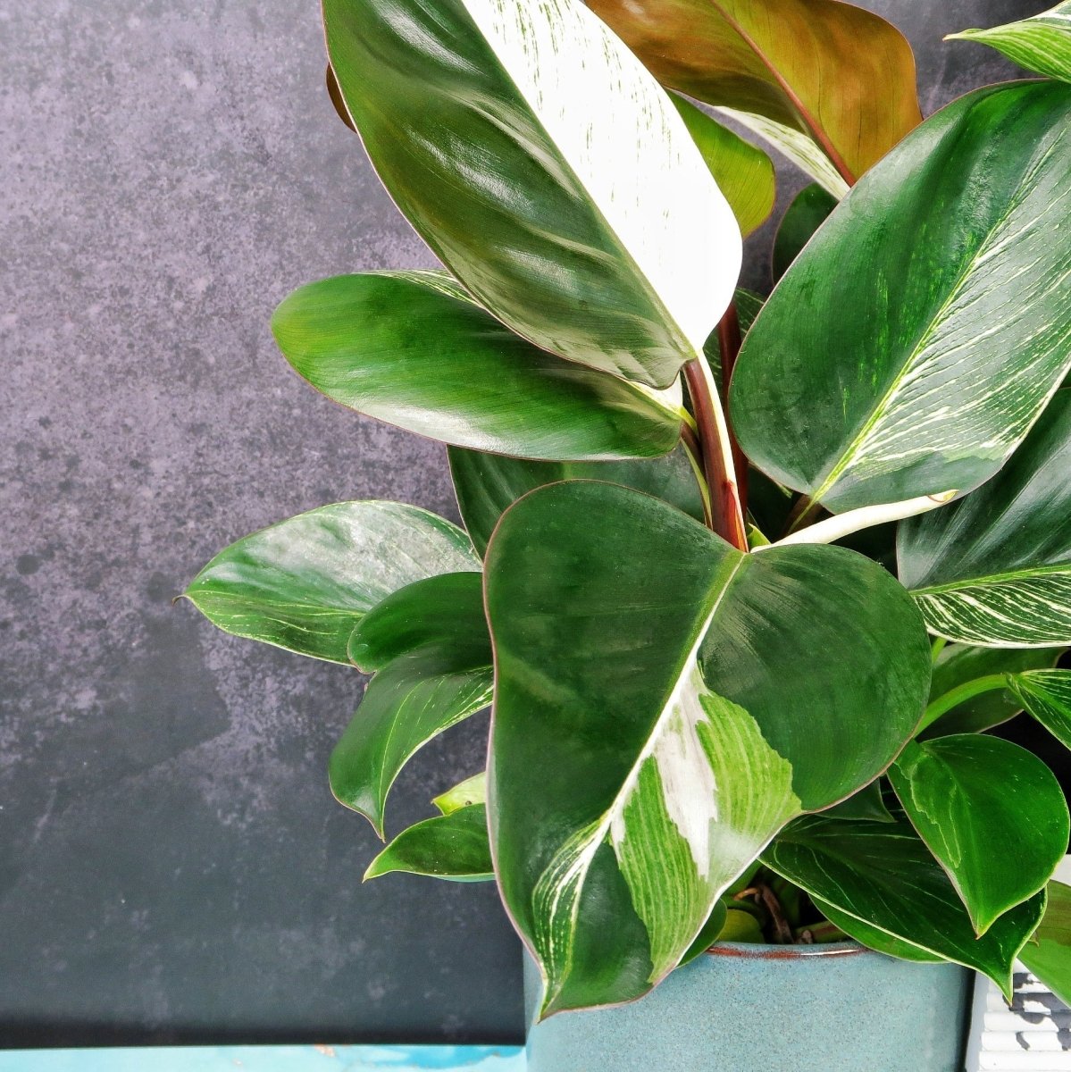 PHILODENDRON BIRKIN VARIEGATA MUTANTE online bestellen bei potflourri