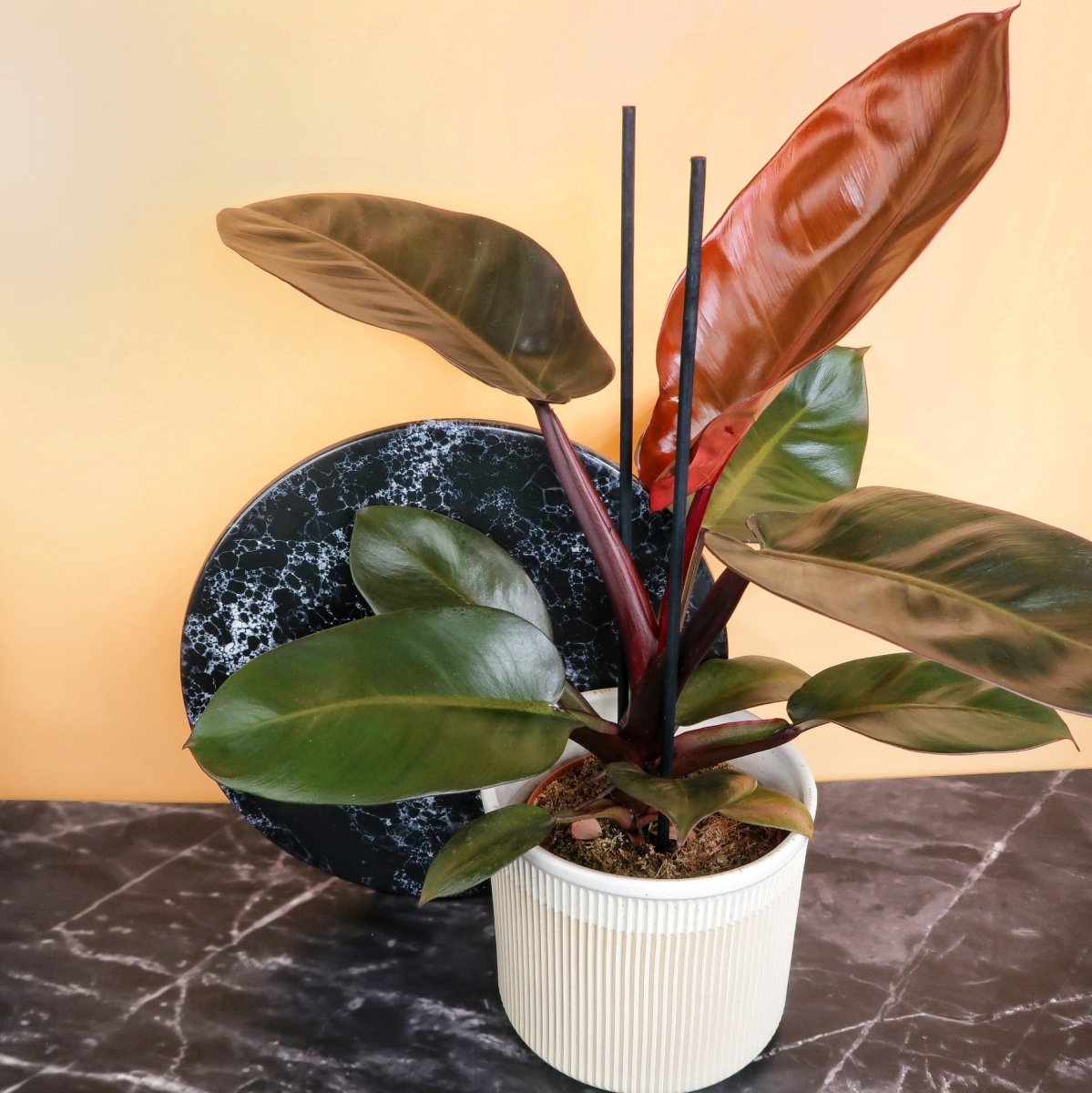 PHILODENDRON BLACK CARDINAL online bestellen bei potflourri