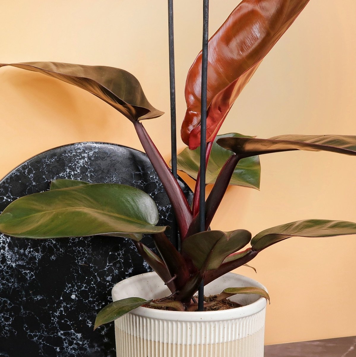 PHILODENDRON BLACK CARDINAL online bestellen bei potflourri