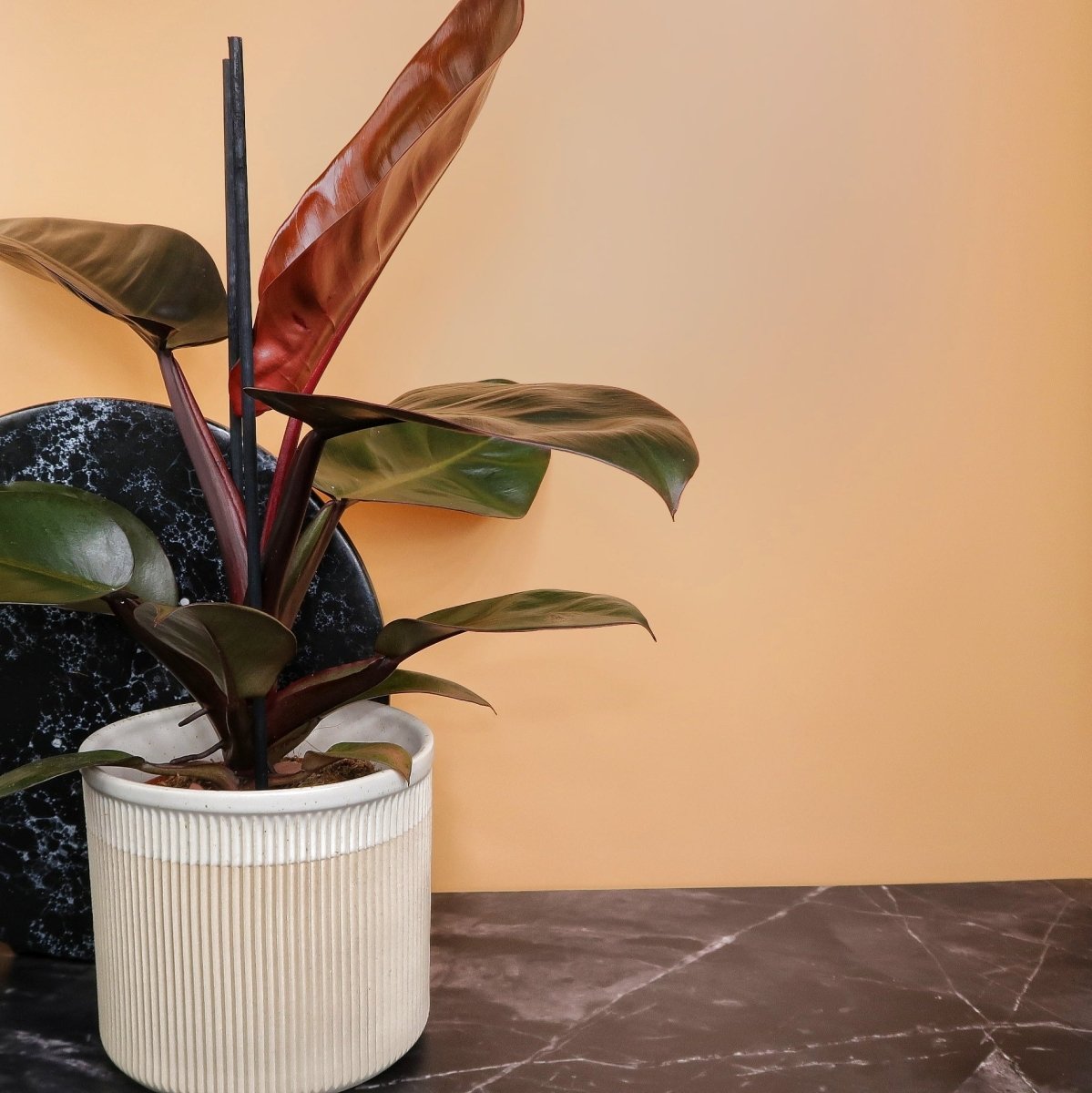 PHILODENDRON BLACK CARDINAL online bestellen bei potflourri