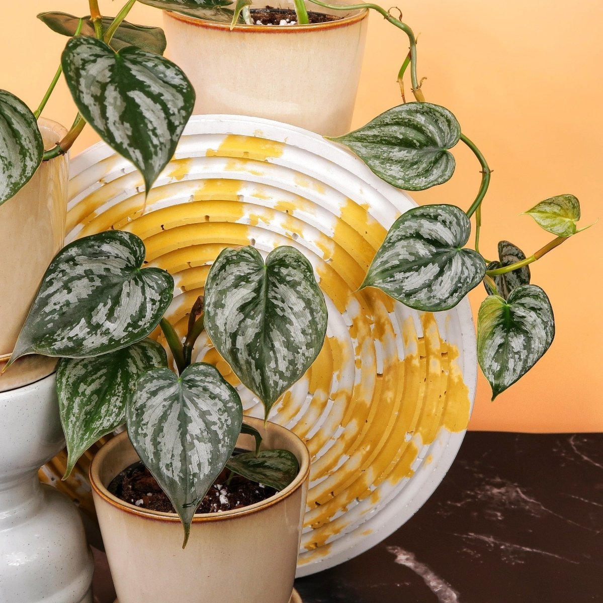 PHILODENDRON BRANDTIANUM online bestellen bei potflourri