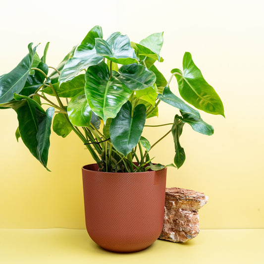 PHILODENDRON BURLE MARX online bestellen bei potflourri