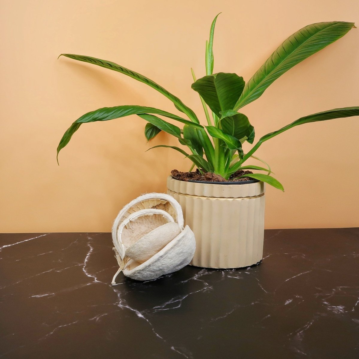 PHILODENDRON CAMPII LYNETTE online bestellen bei potflourri