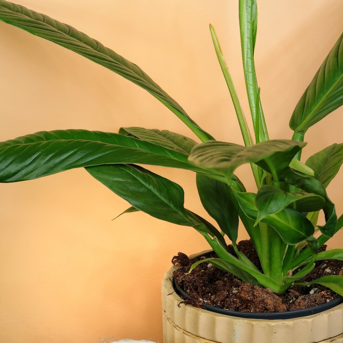 PHILODENDRON CAMPII LYNETTE online bestellen bei potflourri