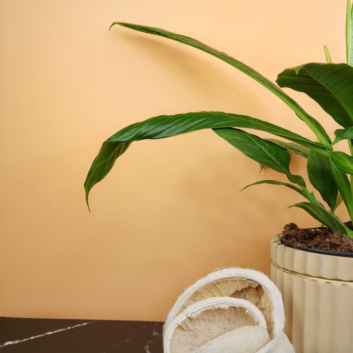 PHILODENDRON CAMPII LYNETTE online bestellen bei potflourri