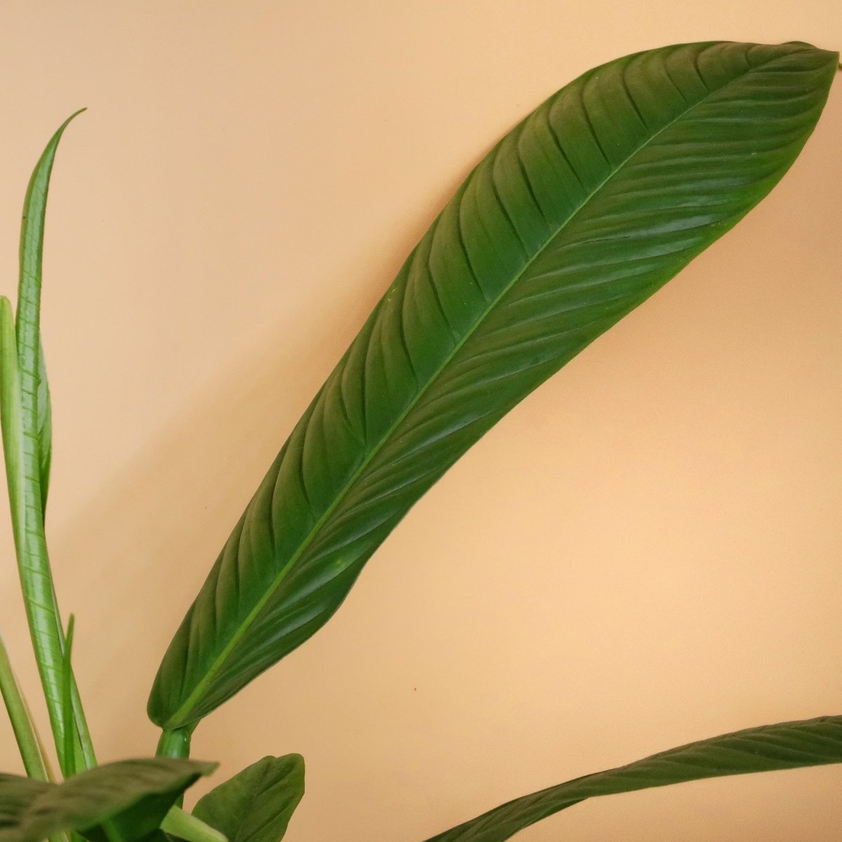 PHILODENDRON CAMPII LYNETTE online bestellen bei potflourri