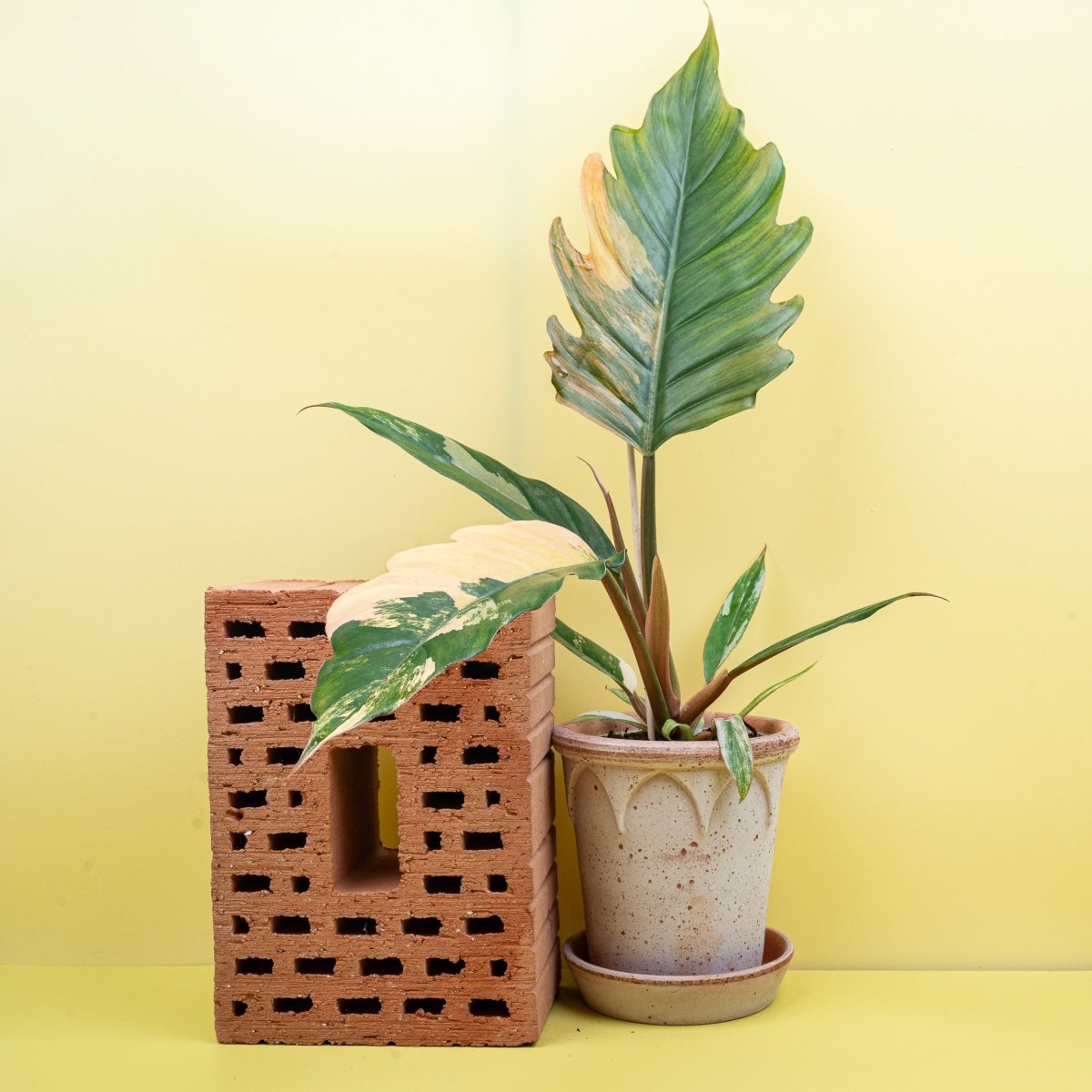 PHILODENDRON CARAMEL MARBLE online bestellen bei potflourri