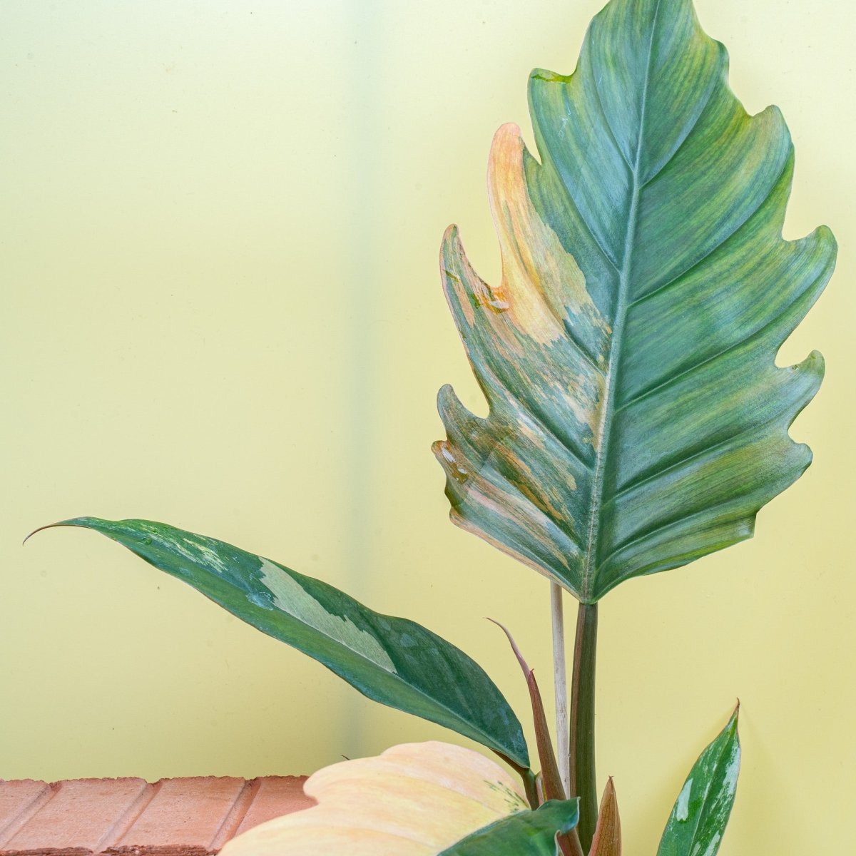 PHILODENDRON CARAMEL MARBLE online bestellen bei potflourri