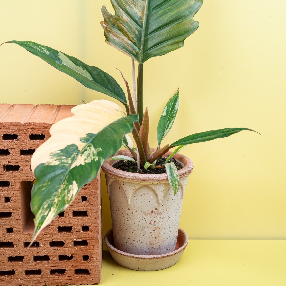 PHILODENDRON CARAMEL MARBLE online bestellen bei potflourri