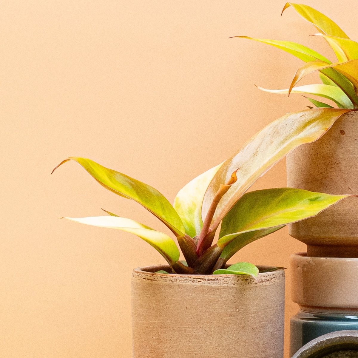 PHILODENDRON CHERRY RED online bestellen bei potflourri