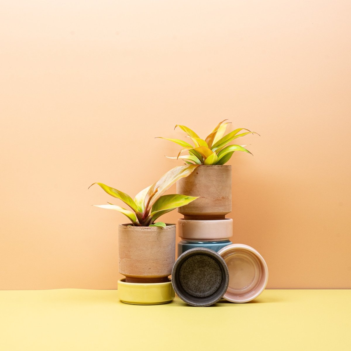 PHILODENDRON CHERRY RED online bestellen bei potflourri