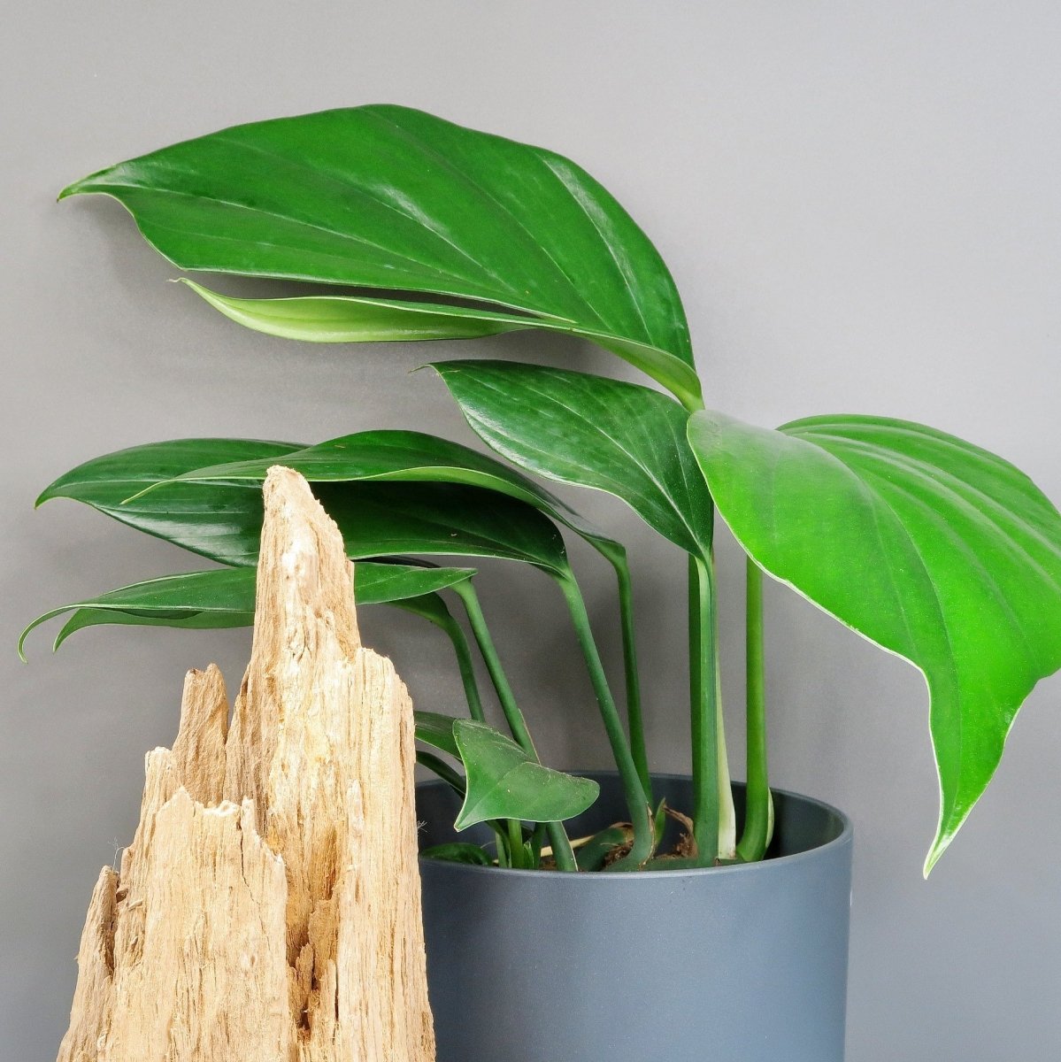 PHILODENDRON DRAGON TAIL online bestellen bei potflourri