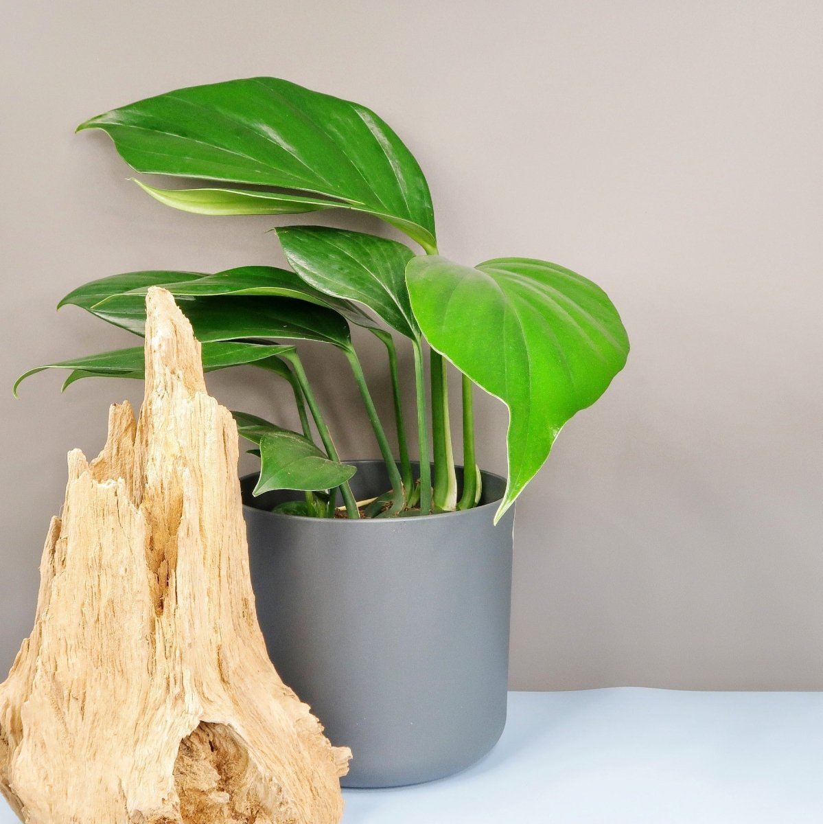 PHILODENDRON DRAGON TAIL online bestellen bei potflourri