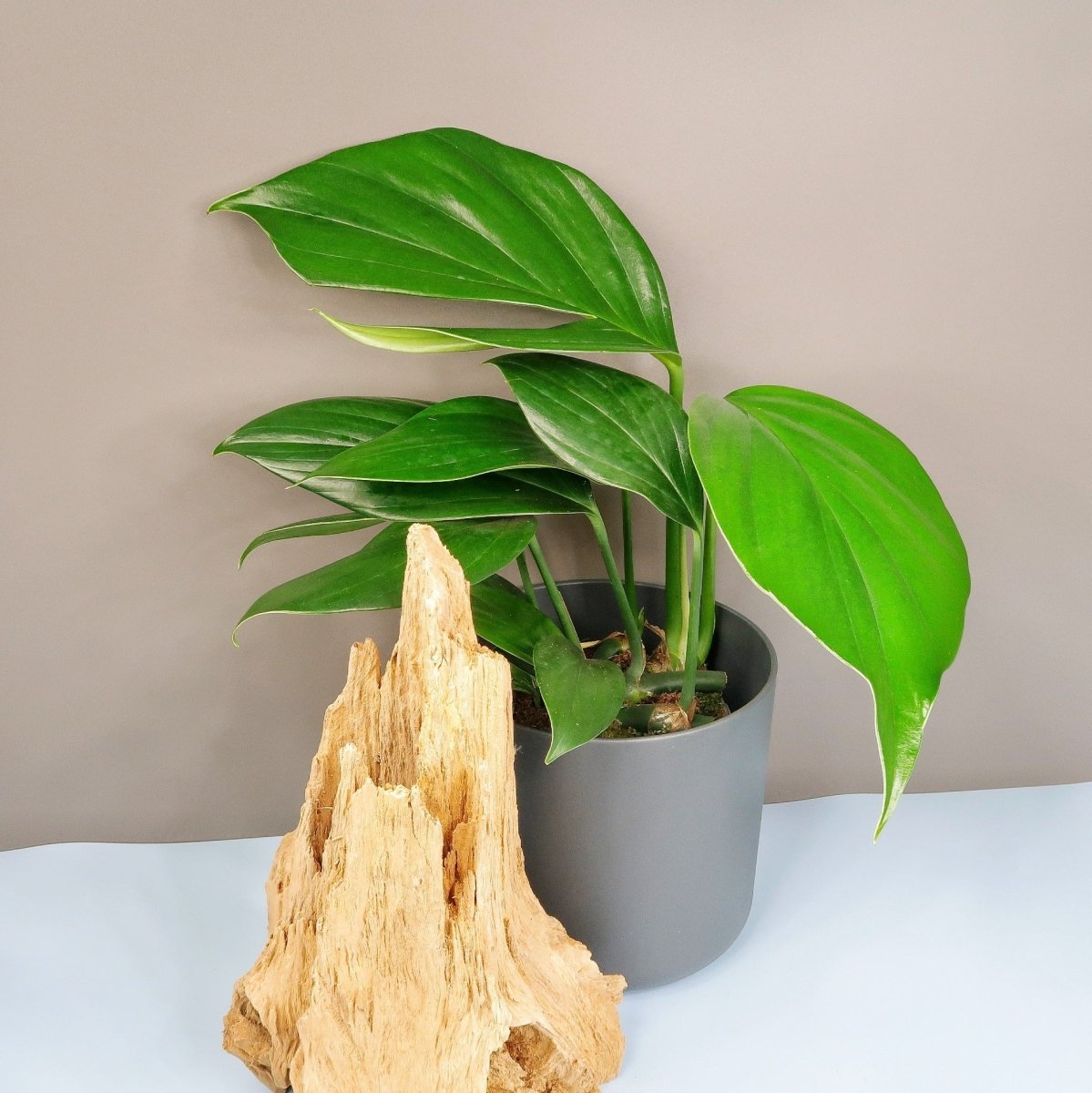 PHILODENDRON DRAGON TAIL online bestellen bei potflourri