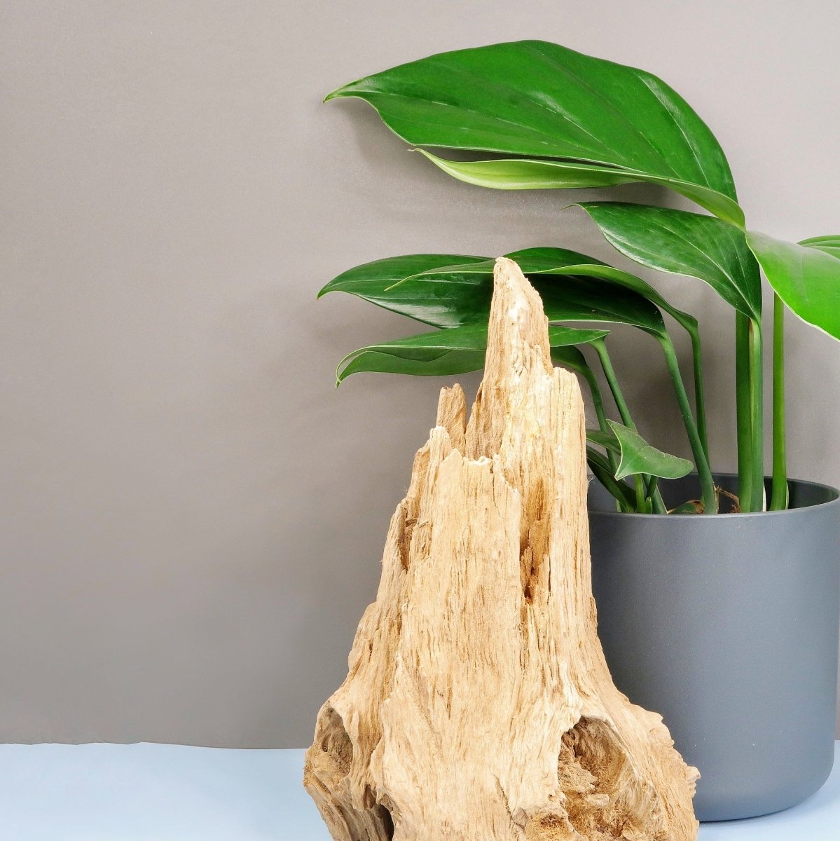 PHILODENDRON DRAGON TAIL online bestellen bei potflourri