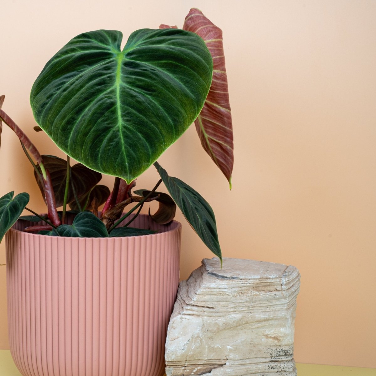 PHILODENDRON EL CHOCO RED online bestellen bei potflourri