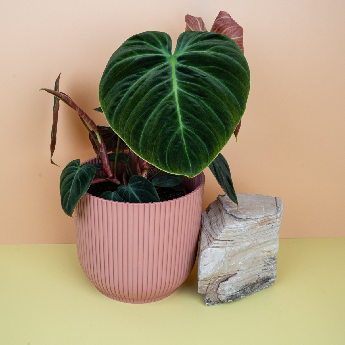 PHILODENDRON EL CHOCO RED online bestellen bei potflourri