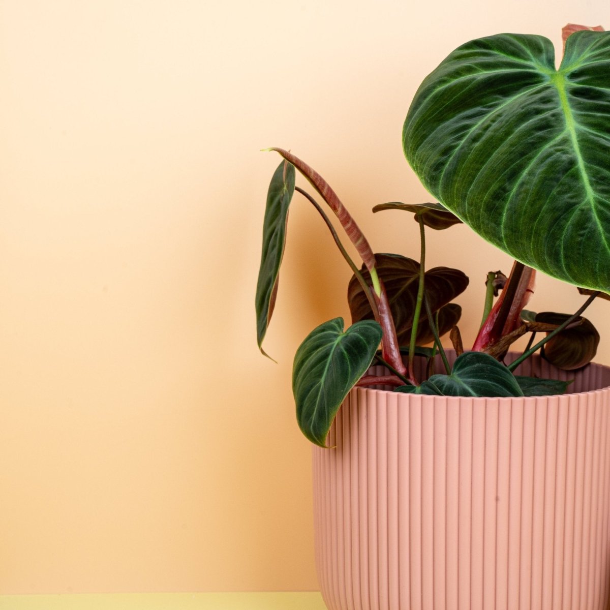 PHILODENDRON EL CHOCO RED online bestellen bei potflourri