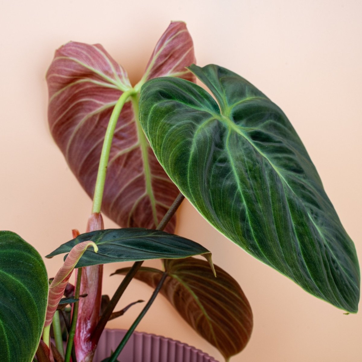 PHILODENDRON EL CHOCO RED online bestellen bei potflourri