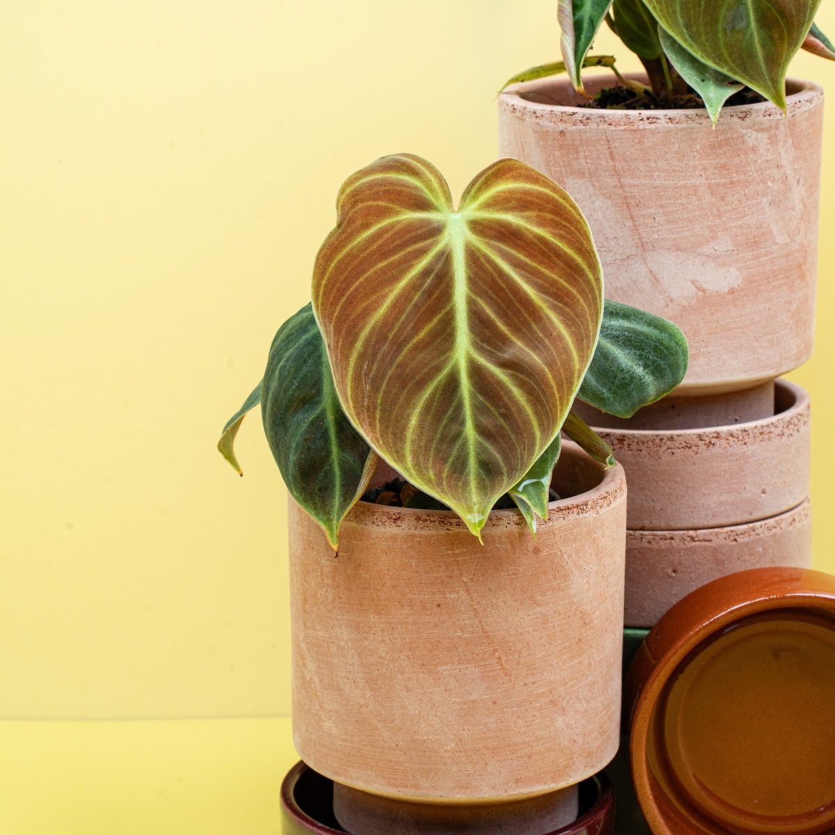 PHILODENDRON EL CHOCO RED online bestellen bei potflourri