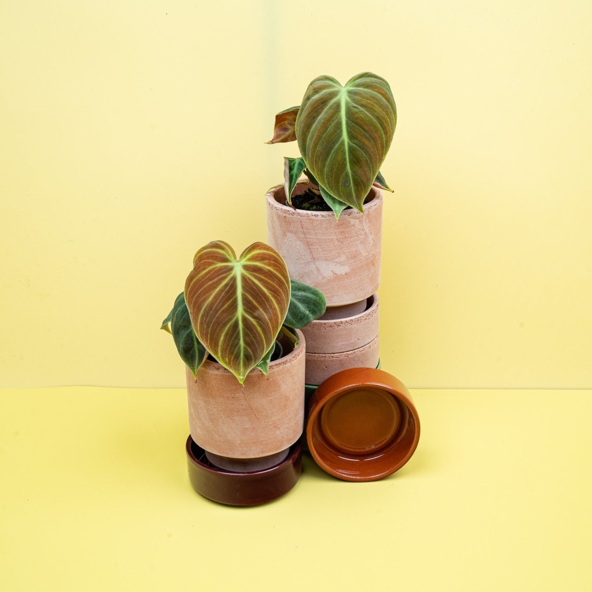 PHILODENDRON EL CHOCO RED online bestellen bei potflourri