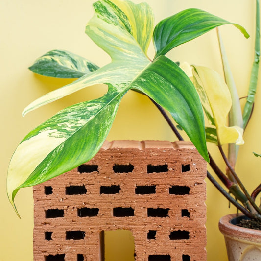 PHILODENDRON FLORIDA BEAUTY online bestellen bei potflourri