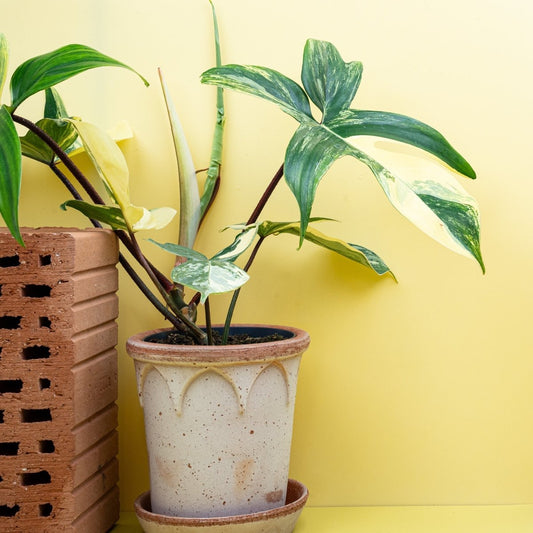 PHILODENDRON FLORIDA BEAUTY online bestellen bei potflourri