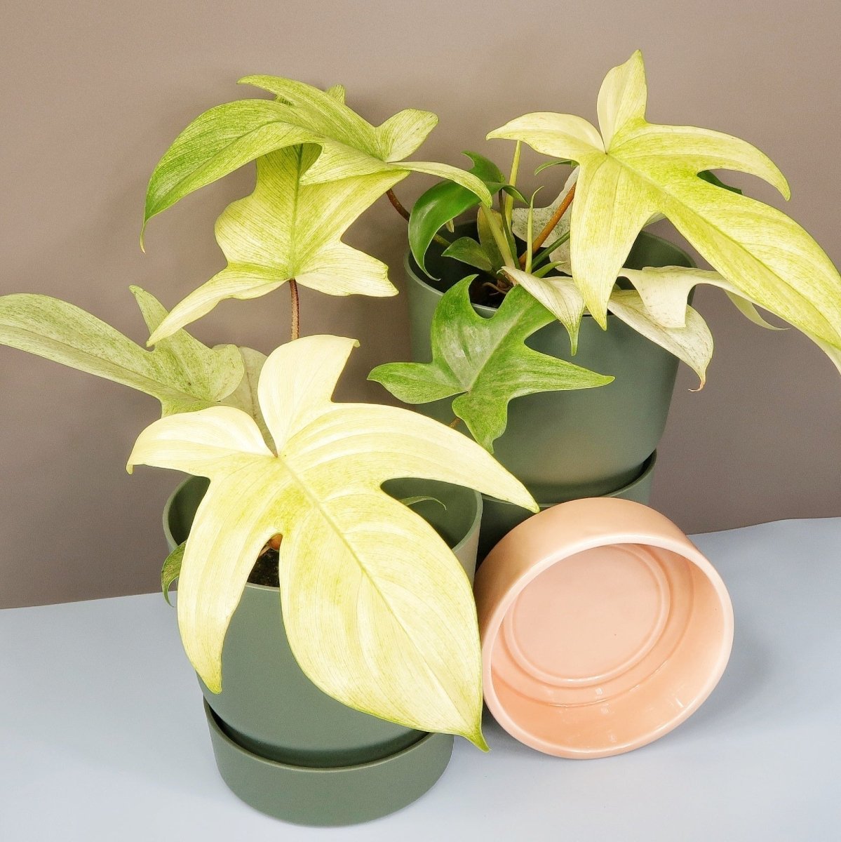 PHILODENDRON FLORIDA GHOST online bestellen bei potflourri