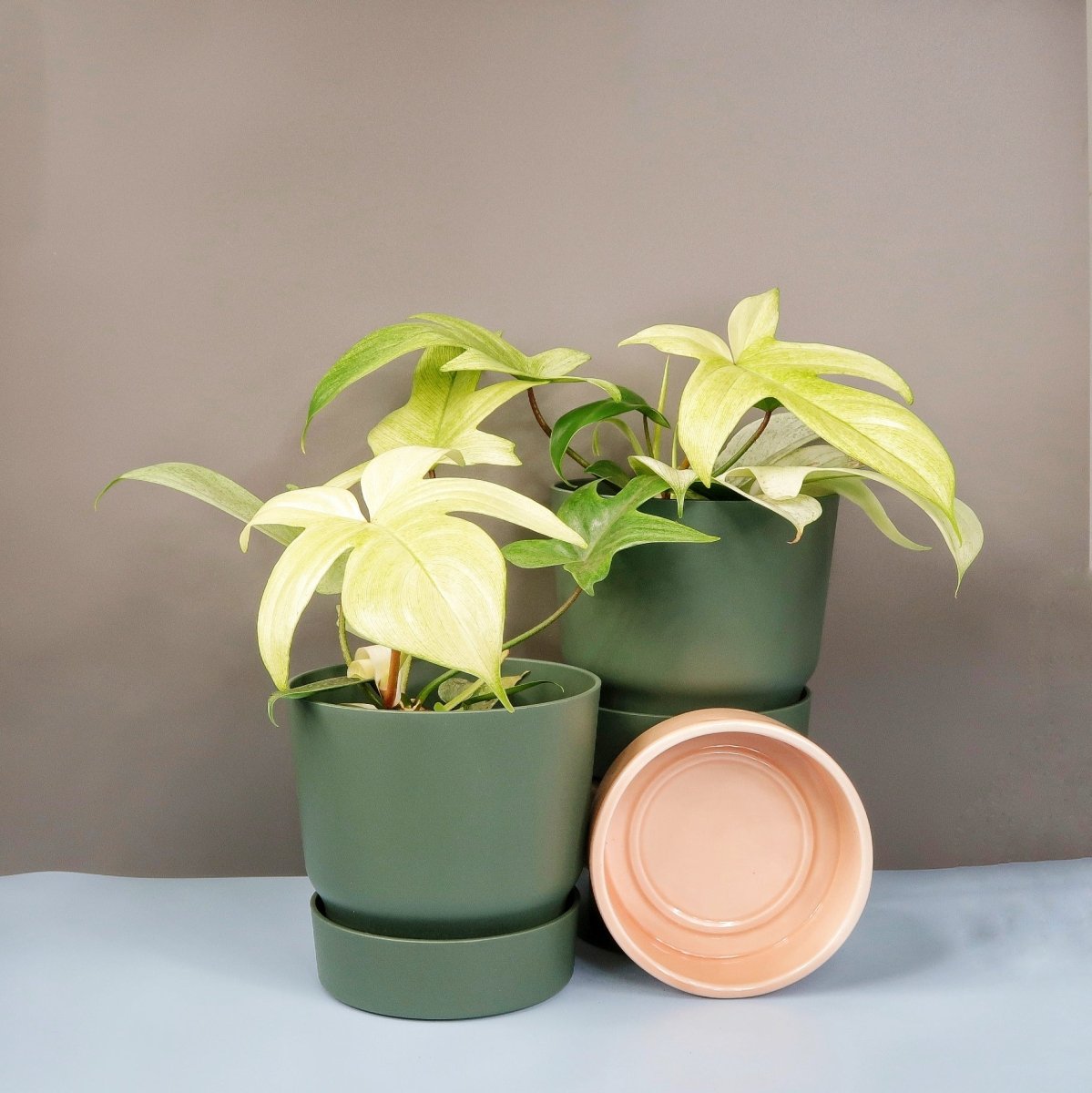 Philodendron Florida Ghost – Zimmerpflanze mit weißen Jungblättern – potflourri