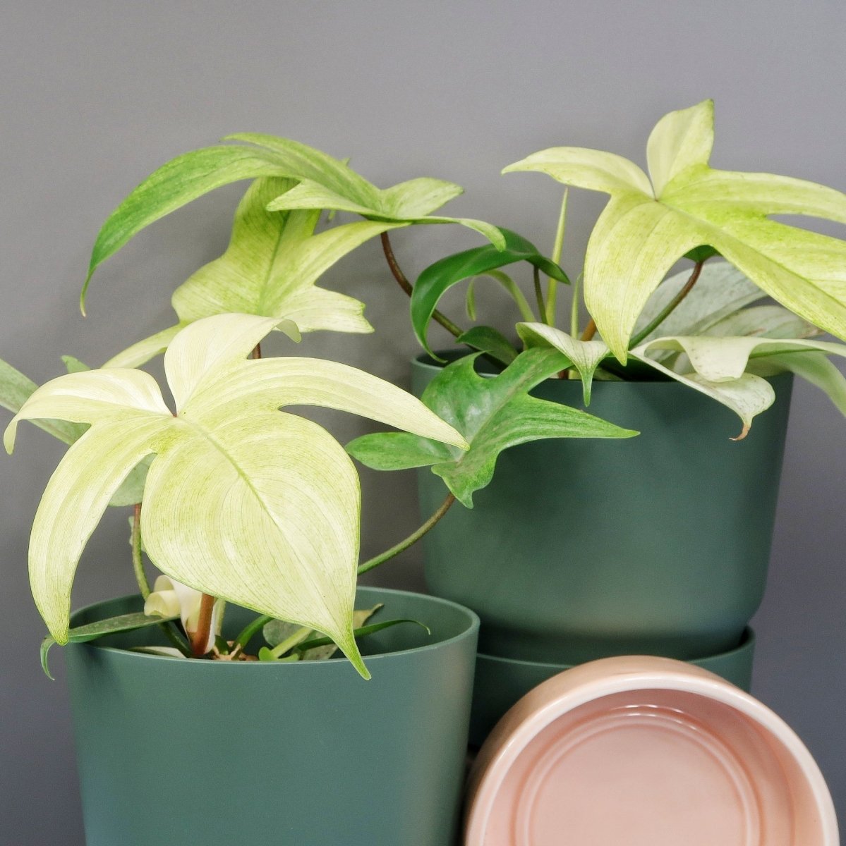 PHILODENDRON FLORIDA GHOST online bestellen bei potflourri