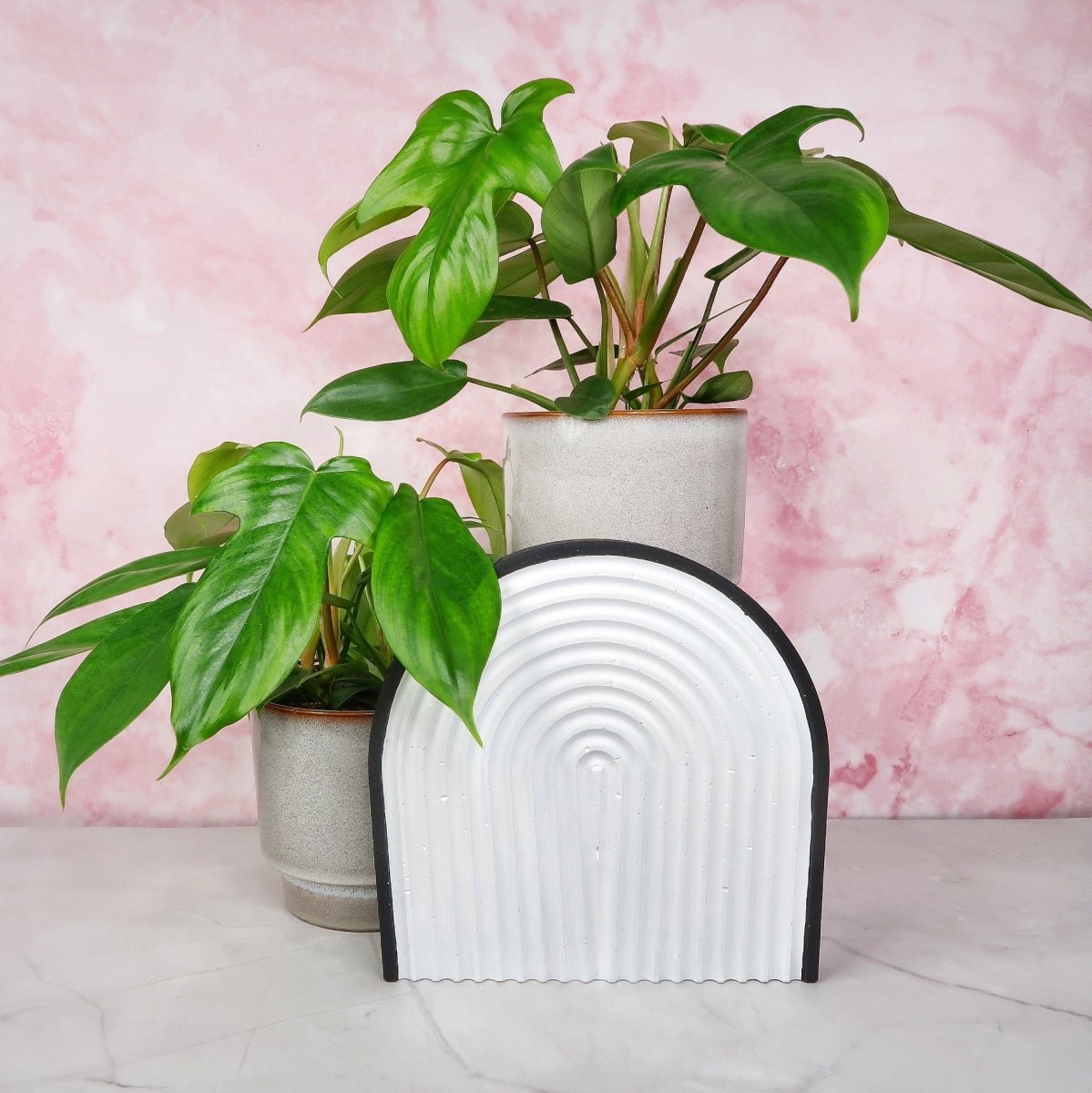 PHILODENDRON FLORIDA GREEN online bestellen bei potflourri