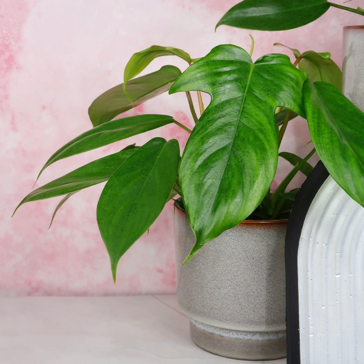 PHILODENDRON FLORIDA GREEN online bestellen bei potflourri