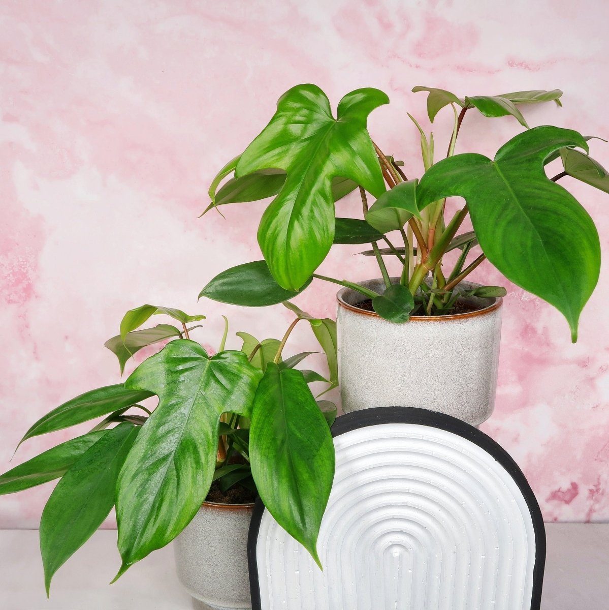 PHILODENDRON FLORIDA GREEN online bestellen bei potflourri