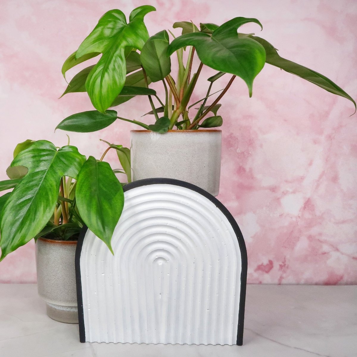 PHILODENDRON FLORIDA GREEN online bestellen bei potflourri